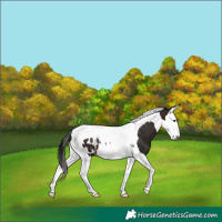 Horse Color:Gray Brown Splash Tobiano Blanket 