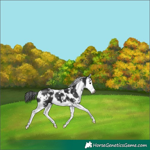 Horse Color:Gray White Spotted Black Splash 