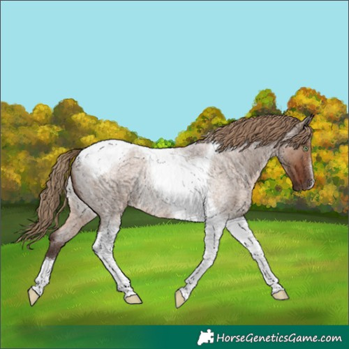 Horse Color:Liver Red Dun Roan Tobiano Rabicano 