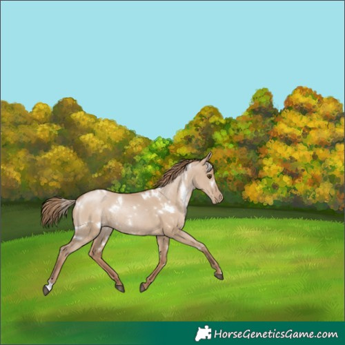 Horse Color:White Spotted Grullo Pearl Rabicano 
