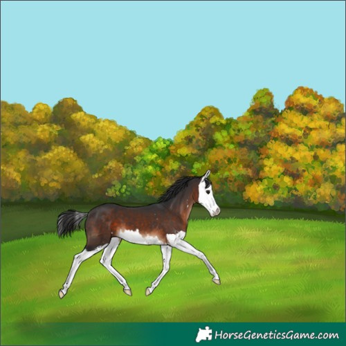 Horse Color:Brown Sabino Splash 