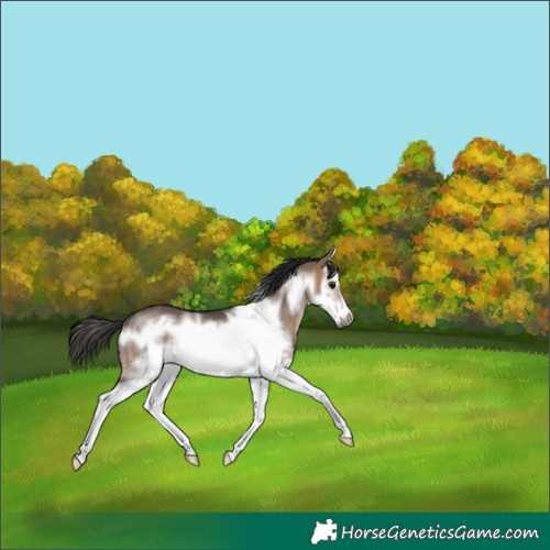 Horse Color:Brown Dun Sabino Splash Frame Rabicano 