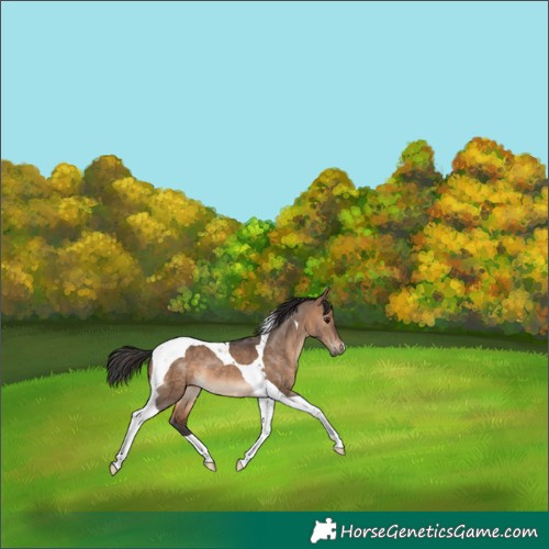 Horse Color:Brown Dun Tobiano 