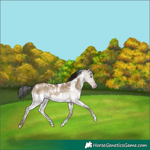 Horse Color:Gray White Spotted Classic Champagne Dun Rabicano 