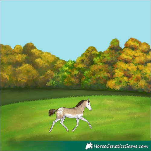Horse Color:Buckskin Dun Splash Blanket 