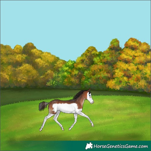 Horse Color:Bay Splash Frame Appaloosa 