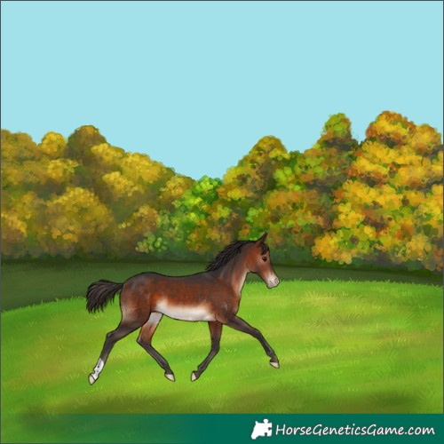 Horse Color:Bay Appaloosa 
