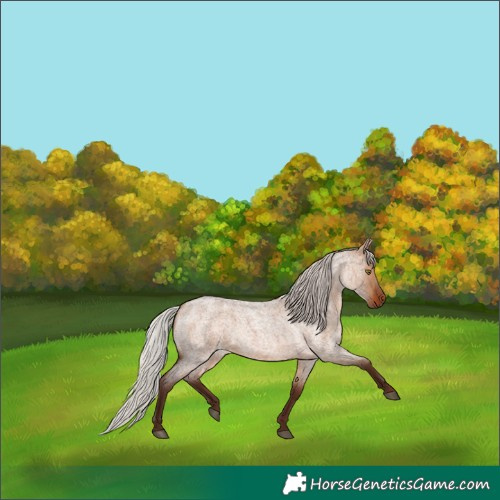 Horse Color:Silver Bay Roan Dun 