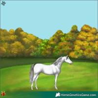 Horse Color:Bay Dun Splash Tobiano Frame