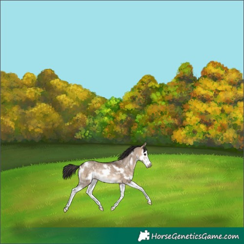 Horse Color:White Spotted Bay Dun Splash Frame Rabicano 