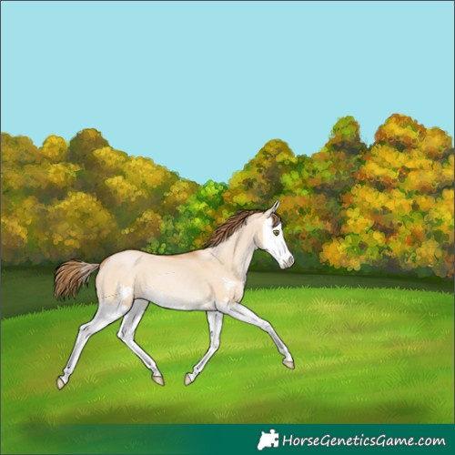 Horse Color:Bay Pearl Dun Sabino Splash 