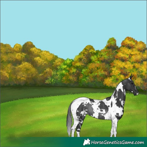Horse Color:White Spotted Black Tobiano Rabicano