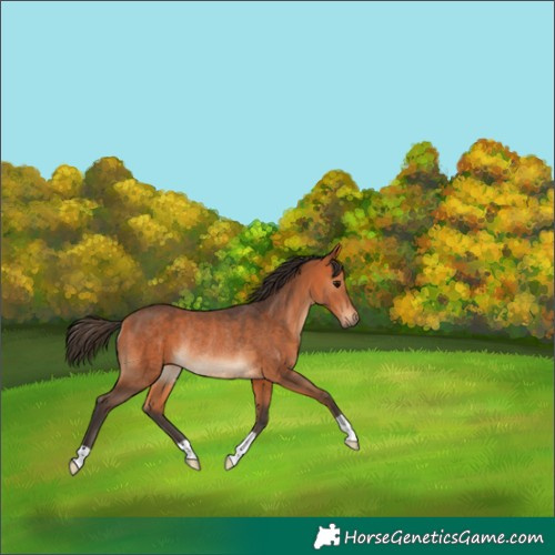 Horse Color:Bay Rabicano 