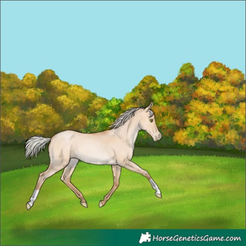 Horse Color:Silver Bay Roan Pearl Dun 