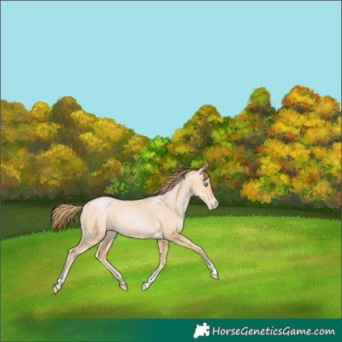 Horse Color:Buckskin Pearl Appaloosa 
