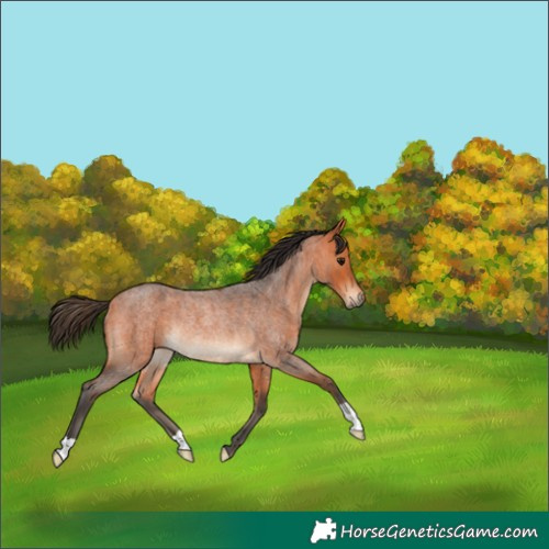 Horse Color:Bay Roan Rabicano 