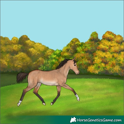 Horse Color:Bay Dun 