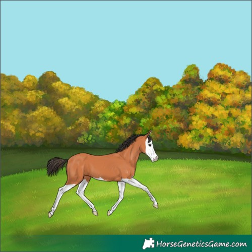 Horse Color:Bay Splash 