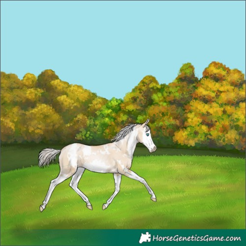 Horse Color:White Spotted Palomino Pearl Dun Splash Appaloosa 