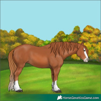Horse Color:Chestnut Splash 