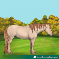 Horse Color:Gold Champagne Dun