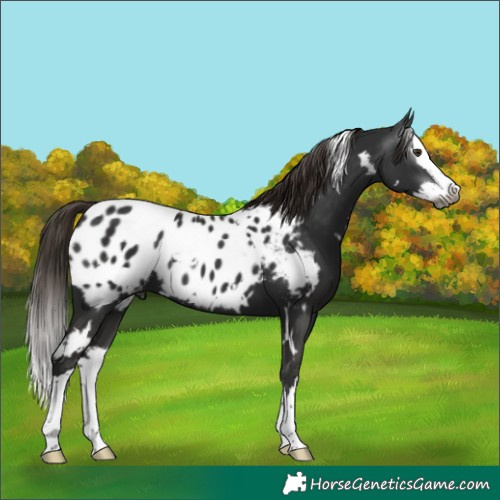 Horse Color:Gray White Spotted Liver Chestnut Splash Near Leopard 