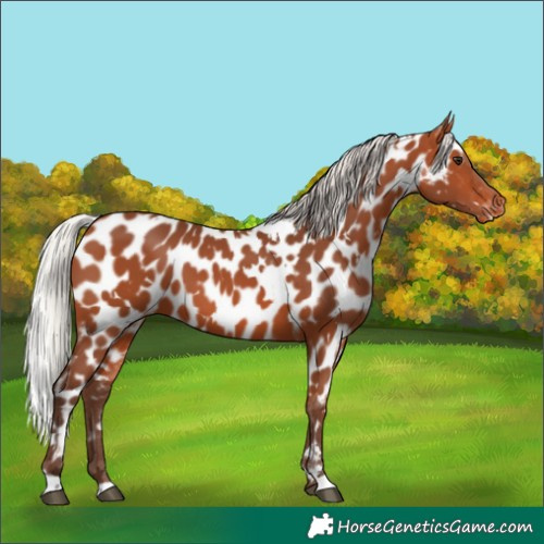 Horse Color:White Spotted Silver Bay Appaloosa 