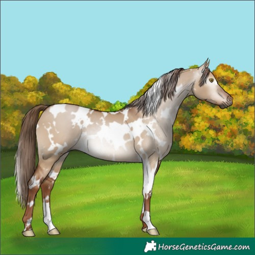 Horse Color:Gray White Spotted Red Dun Rabicano 