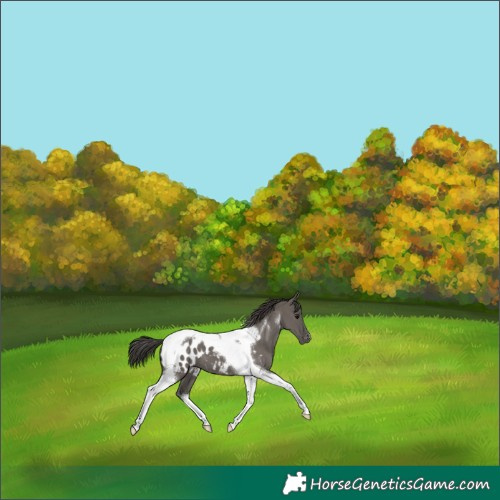 Horse Color:Grullo Tobiano Appaloosa 