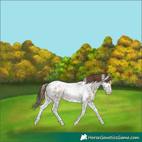 Horse Color:Amber Champagne Dun Tobiano Near Leopard 