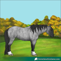 Horse Color:Blue Roan 