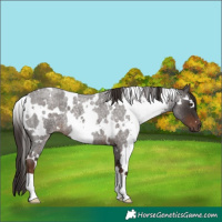 Horse Color:White Spotted Liver Red Roan 