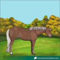 Horse Color:Silver Black