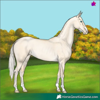 Horse Color:Silver Buckskin Pearl Dun