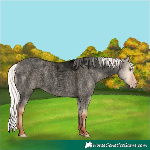 Horse Color:Void Silver Amber Champagne Roan Dun Rabicano 