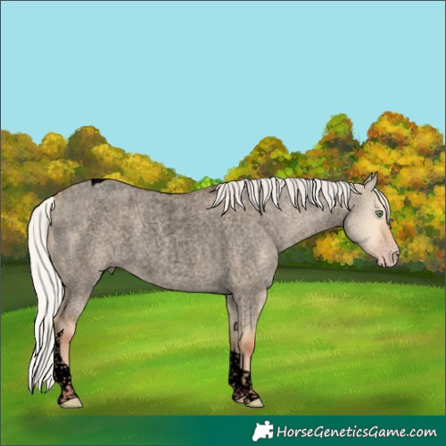 Horse Color:Void Silver Amber Champagne Roan Dun Tobiano Rabicano 