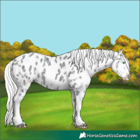 Horse Color:Watercolor White Spotted Silver Amber Champagne Ice Splash Appaloosa 