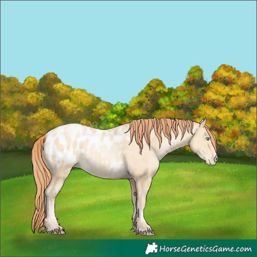 Horse Color:Classic Cream Champagne Pearl Appaloosa 