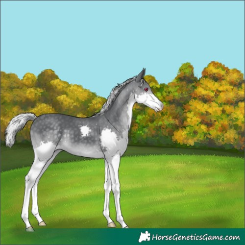 Horse Color:Silver Black Chinchilla Splash 