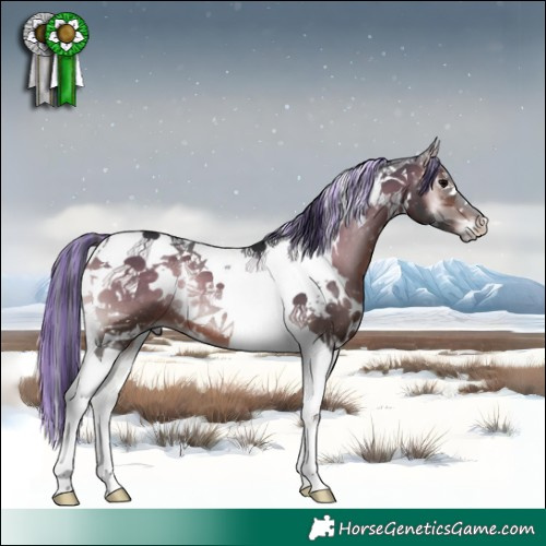 Horse Color:Painted White Spotted Bay Onyx Tobiano 