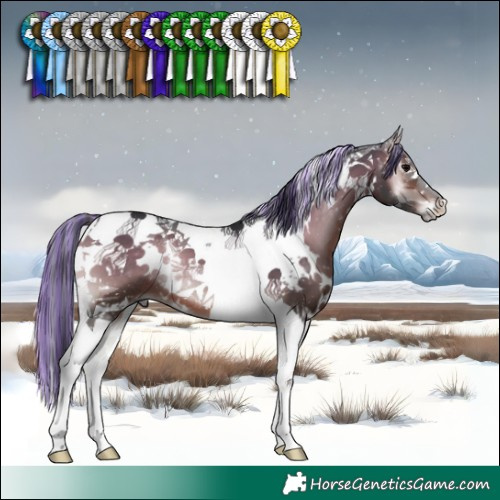 Horse Color:Painted White Spotted Bay Onyx Tobiano 