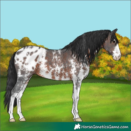 Horse Color:Brown Sabino Varnish 