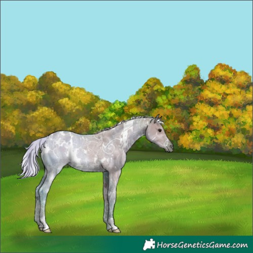 Horse Color:Watercolor White Spotted Silver Grullo Ice Rabicano 