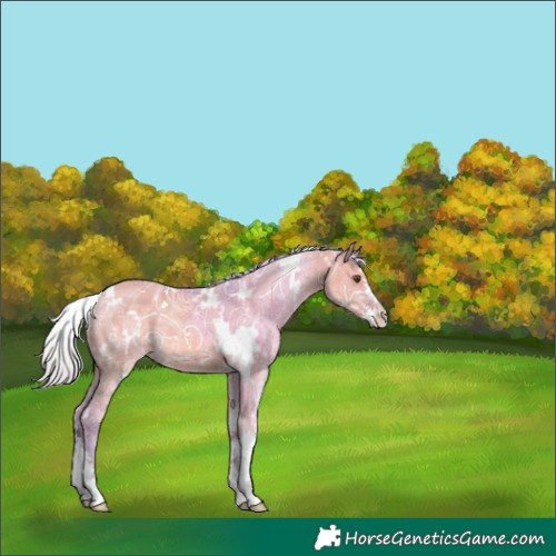 Horse Color:Watercolor White Spotted Silver Grullo Ice Sabino Rabicano 