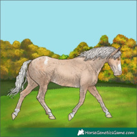 Horse Color:Silver Classic Champagne Appaloosa 