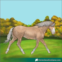 Horse Color:Silver Classic Champagne