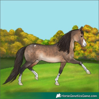 Horse Color:Brown Dun Appaloosa