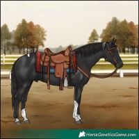 Horse Color:Liver Chestnut Tobiano 