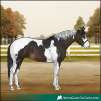 Horse Color:Brown Sabino Tobiano 