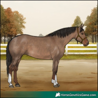 Horse Color:Liver Red Dun Tobiano